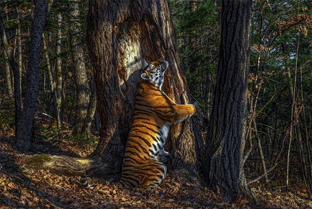 The embrace by Sergey Gorshkov, Russia