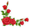 Image result for roses