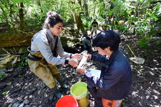 National Park Service biologist Lidia D’Amico hands over a salamander...